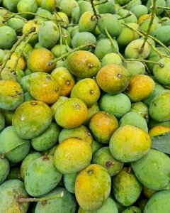30  KG Gobindo Bhog Mango ফর্মালিন মুক্ত (সরাসরী সাতক্ষীরার বাগান থেকে)