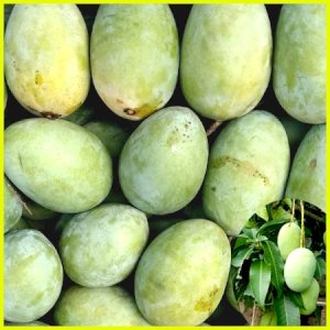 20 KG Gobindo Bhog Mango ফর্মালিন মুক্ত (সরাসরী সাতক্ষীরার বাগান থেকে)